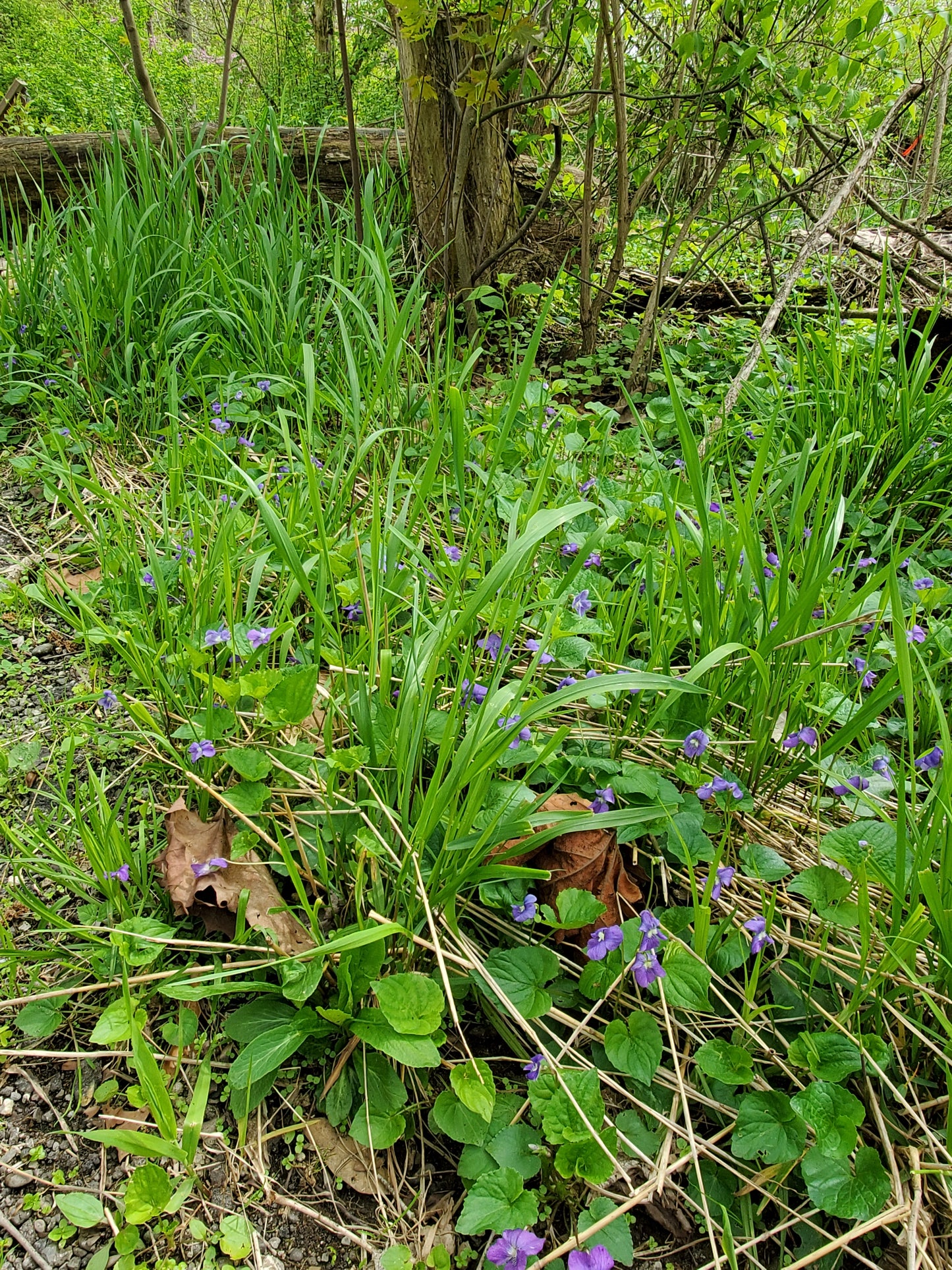 Wild Violet Jelly - these amazing little flowers make the most delicious jelly! Extremely limited!