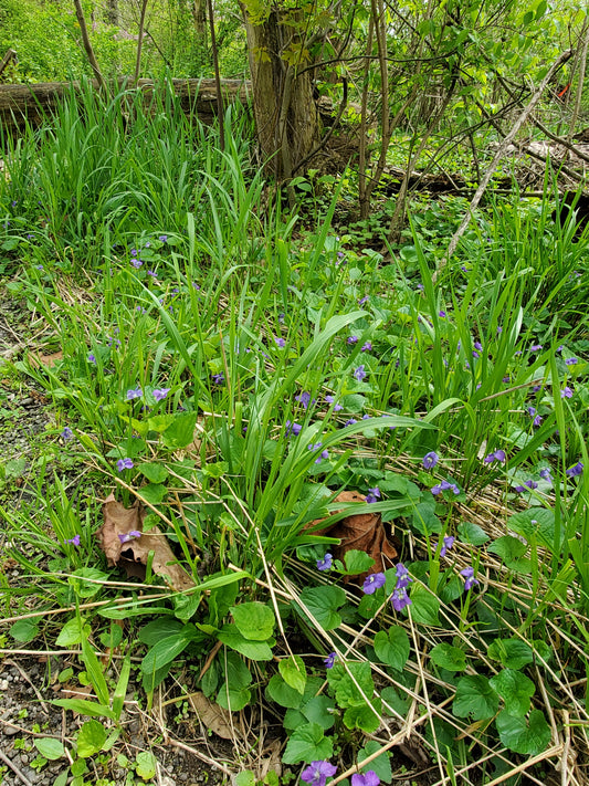 Wild Violet Jelly - these amazing little flowers make the most delicious jelly! Extremely limited!