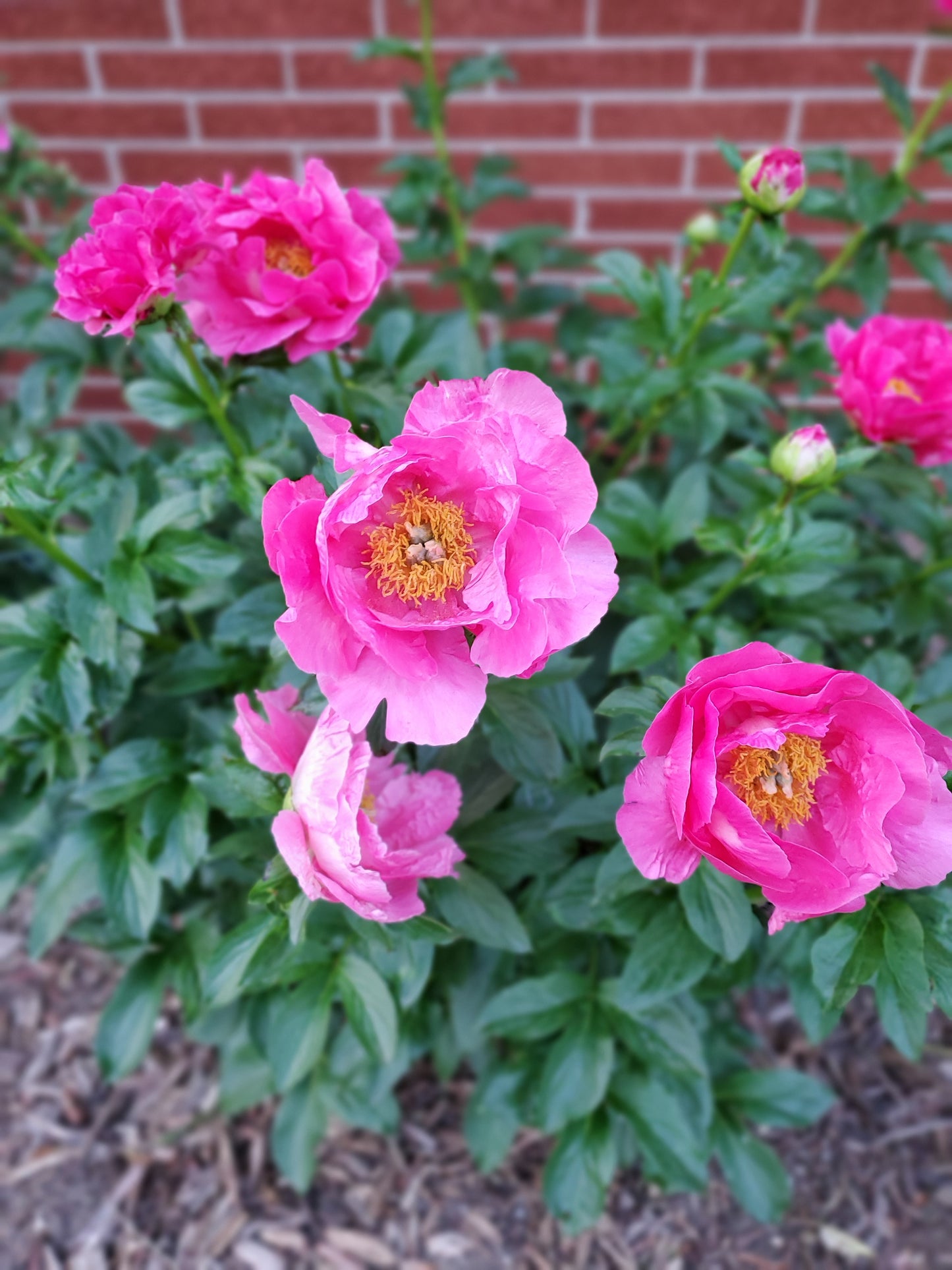 Pink Peony Jelly - these gorgeous, vintage flowers make delicious jelly! Small batch