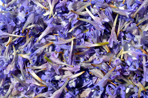 Creeping Charlie Floral Jelly - these tiny mint family flowers make great jelly if you're patient enough to pick them!