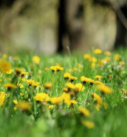 Citrus Dandelion Jelly - the sweet taste of honey that the bees love!