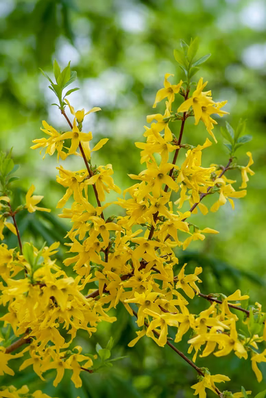 Forsythia Jelly - these beautiful yellow flowers announce spring is here!