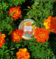 French Marigold Jelly - gorgeous rose gold color with a raspberry punch flavor