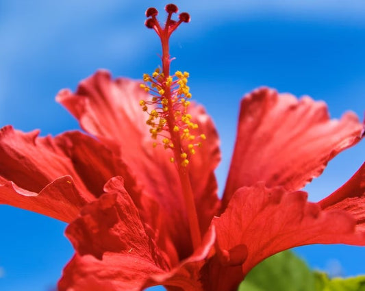 Strawberry Lime Hibiscus Jelly - Bright tropical flavors, a real favorite!